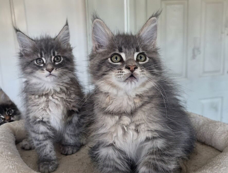 Maine coon kittens