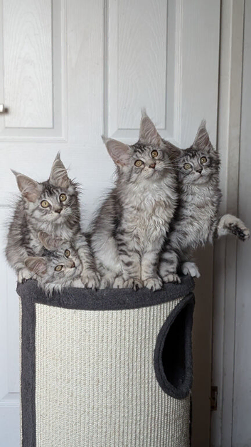Maine coon kittens