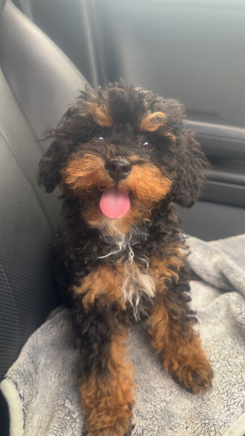Cavapoo puppy