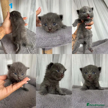 5 Little Kittens Looking for Their Forever Homes