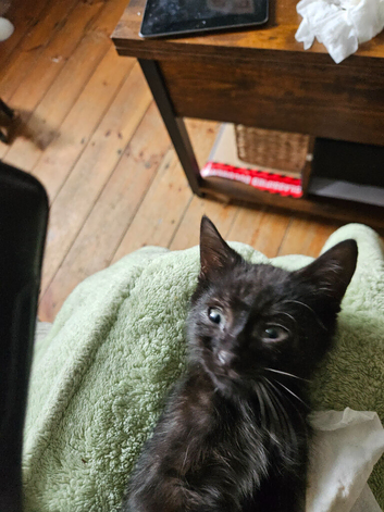 Kittens for good homes