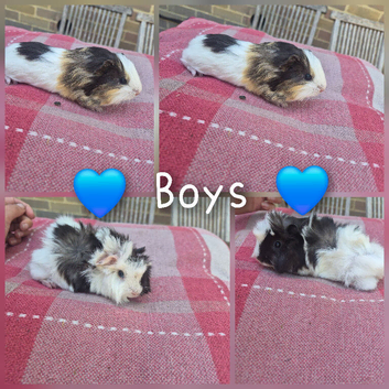Baby boy guinea pigs