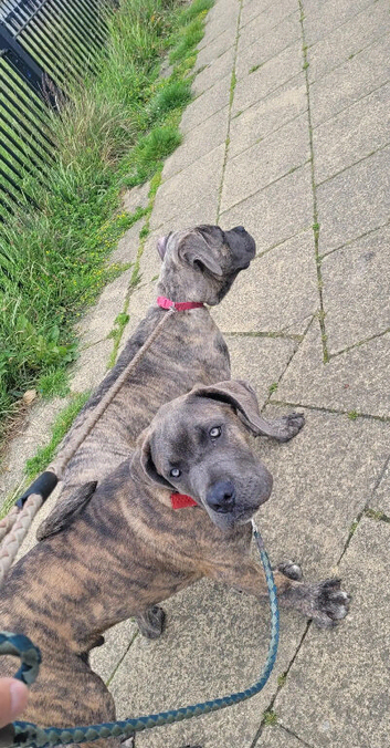 18 month old brindle cane corso bitch looking for stud