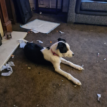 Border collie x