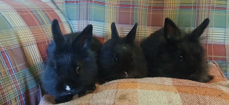 Netherlands dwarf x lionhead babies.