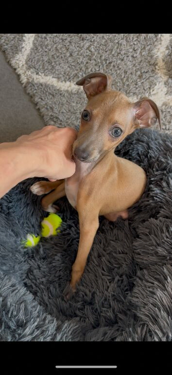 10 week beautiful Italian Greyhound puppy