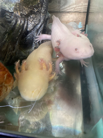 AXOLOTLS FOR SALE