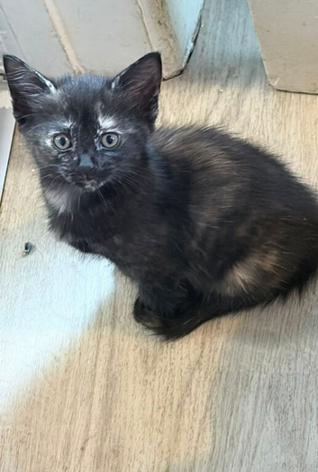 8 beautiful kittens 8 wks old