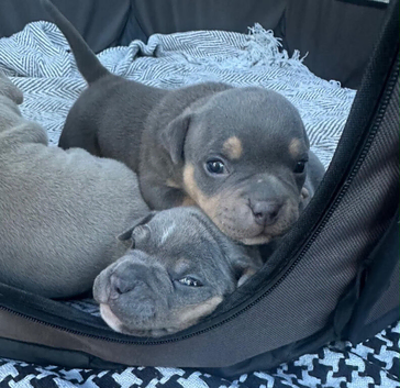 Pocket bully pups for sale