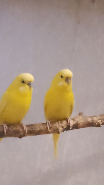 1 pair of budgies