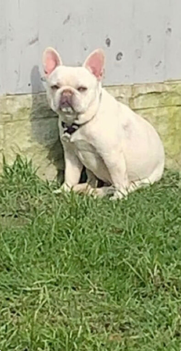 make french bulldog
