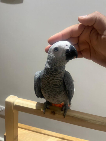 Handreared Hand Tame Congo African Grey Parrot