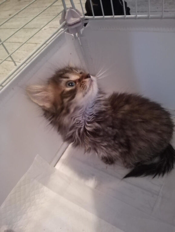 Half Maine coon.