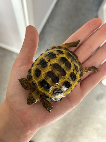 Horsfield tortoise for sale