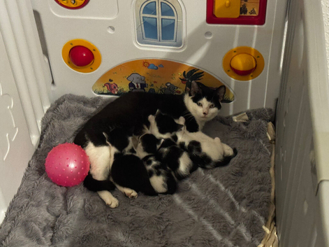 4 kittens looking for homes