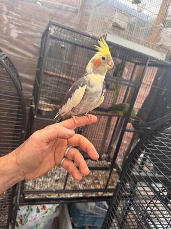 Baby cocktails for sale