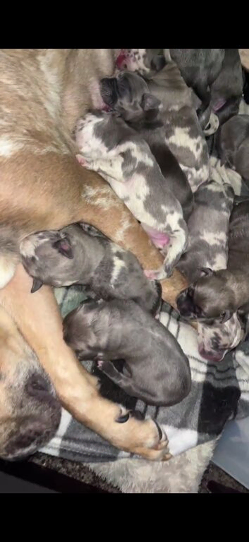 Cane corso x puppies