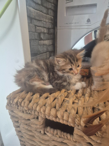 3/4 maine coon 1/4 siamese kittens