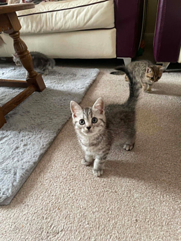 British Blue Shorthair kittens