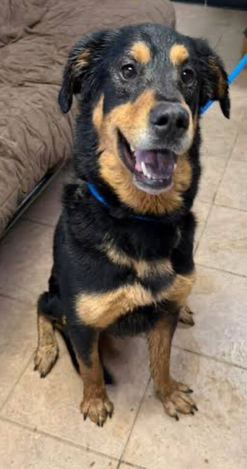 Rottweiler x German Shepherd mix