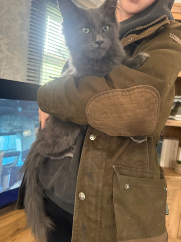 Beautiful mainecoon x ragdoll male
