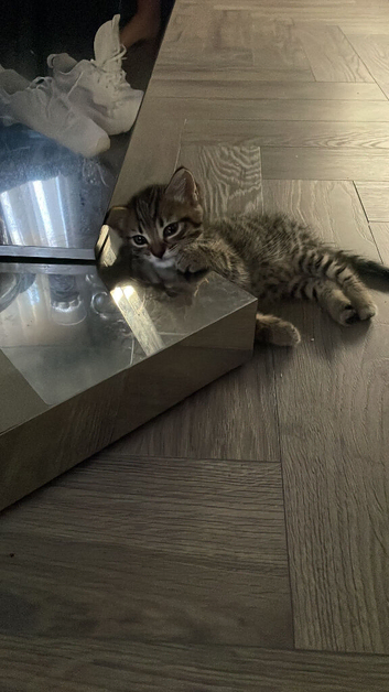 Mixed bengal kitten