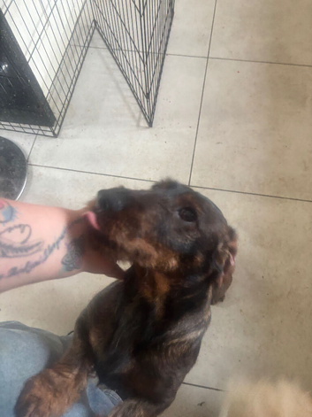 KC Reg Teckle Dachshund Stud For Sale