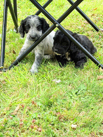 Cockpoo puppy&rsquo;s