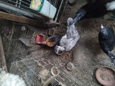 Bentum hens and cockeral for sale
