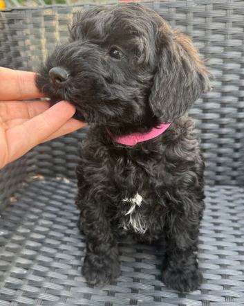 Toy Schnoodle puppies