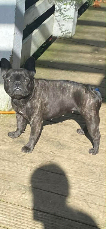 French bull dog