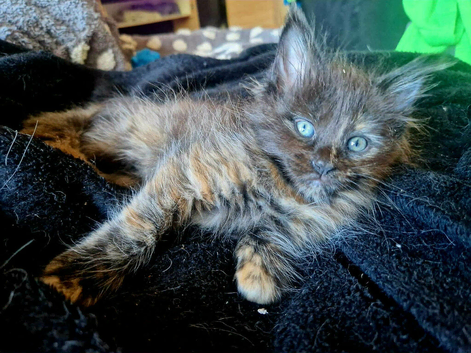 Pure Maine coon