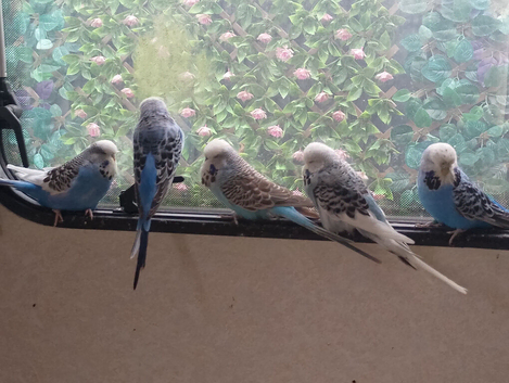 Few pairs of budgies for sale this year's birds