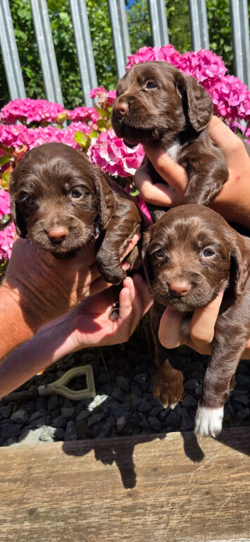 Working sprocker puppies