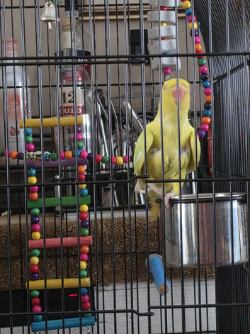 Young yellow pied ringneck + cage