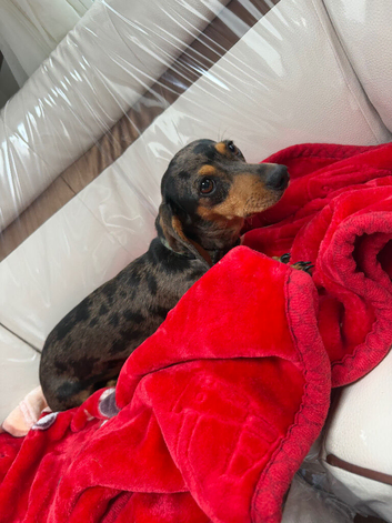 6 dachshund puppies for sale and a one year old girl dapple