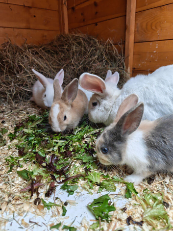 Gorgeous Lop Mix Baby Rabbits Looking for Loving Homes
