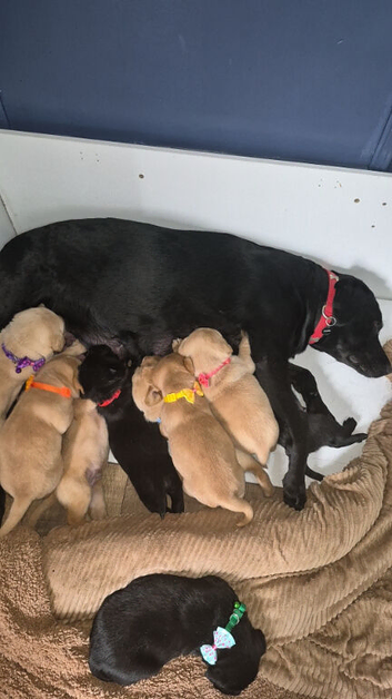 Chunky labrador puppies