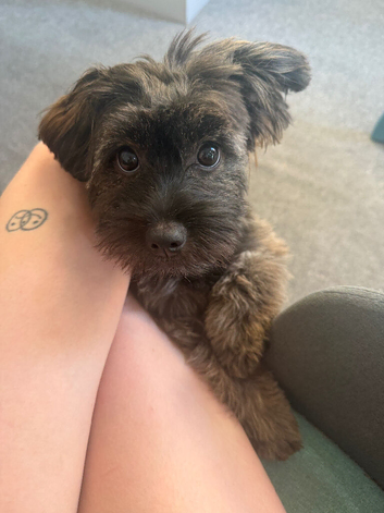 Cocoa