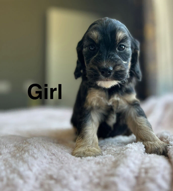 Lovely cockapoo puppies available