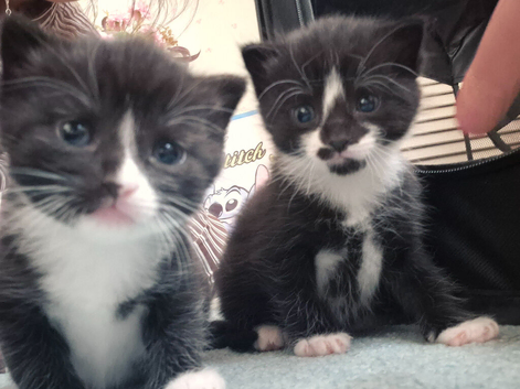 READY TO GO TO FOREVER HOMES......Stunning Girl and boy Kitten with beautiful markings looking for their forever homes