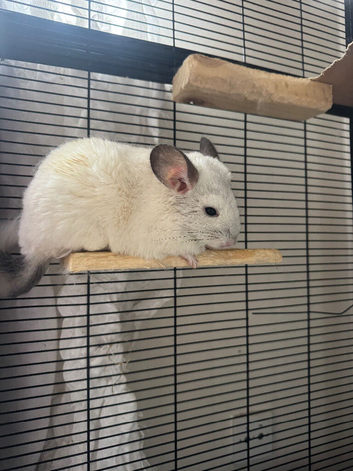 2 chinchilla brothers
