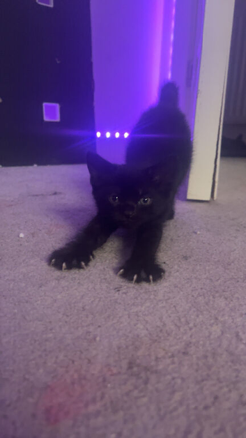 7 beautiful kittens for sale