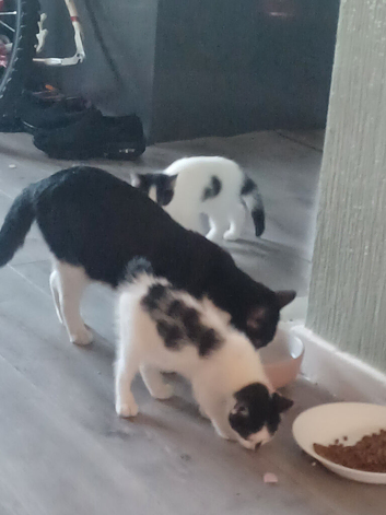 Girl 10 week old kitten