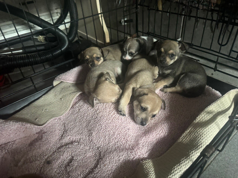 Pomchi puppies for sale