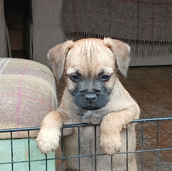 Stunning pure bred border terrier 1 pup left!