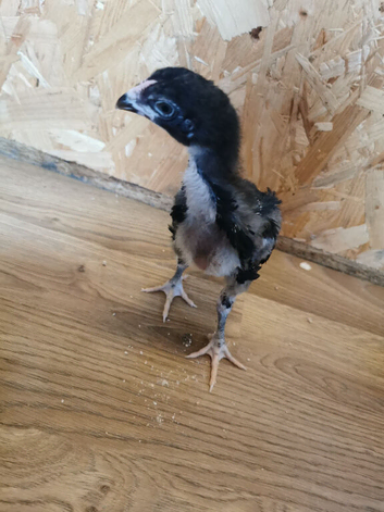 Asil cock bird