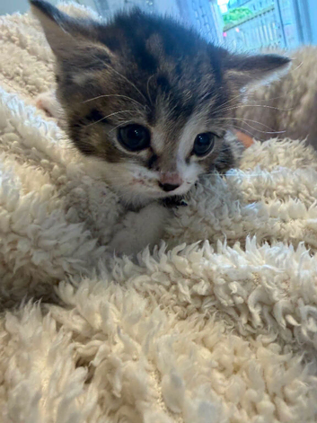 3 little bengal mixed tabby kittens