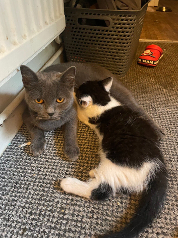 British blue cross kitten
