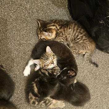 Tabby kitten  and tabby mixed black kittens for sale